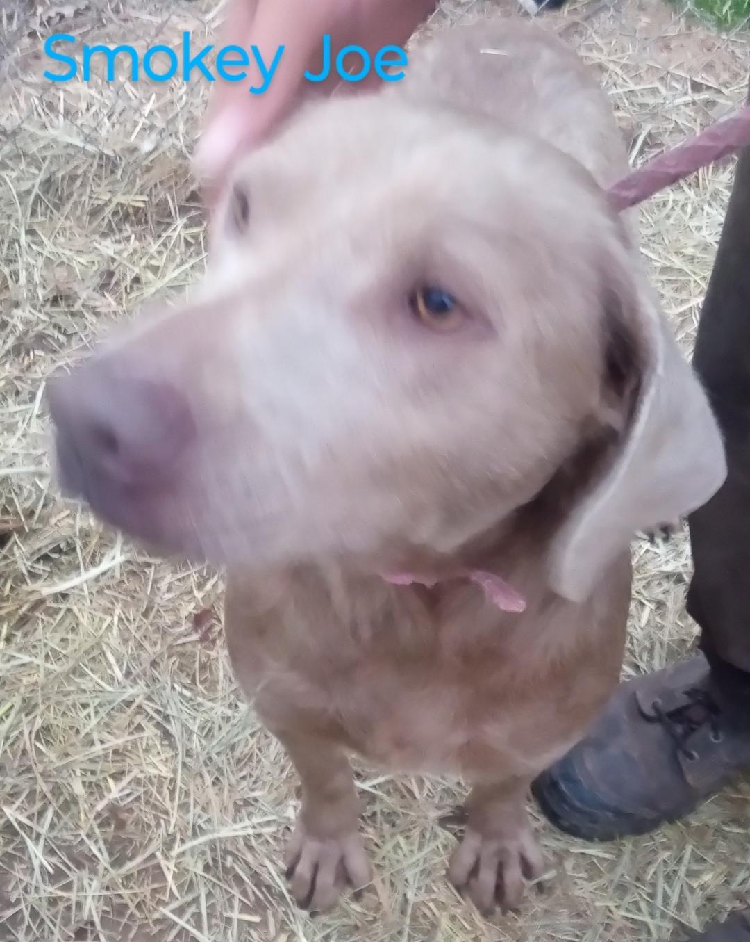 Smokey Joe thumbnail 2