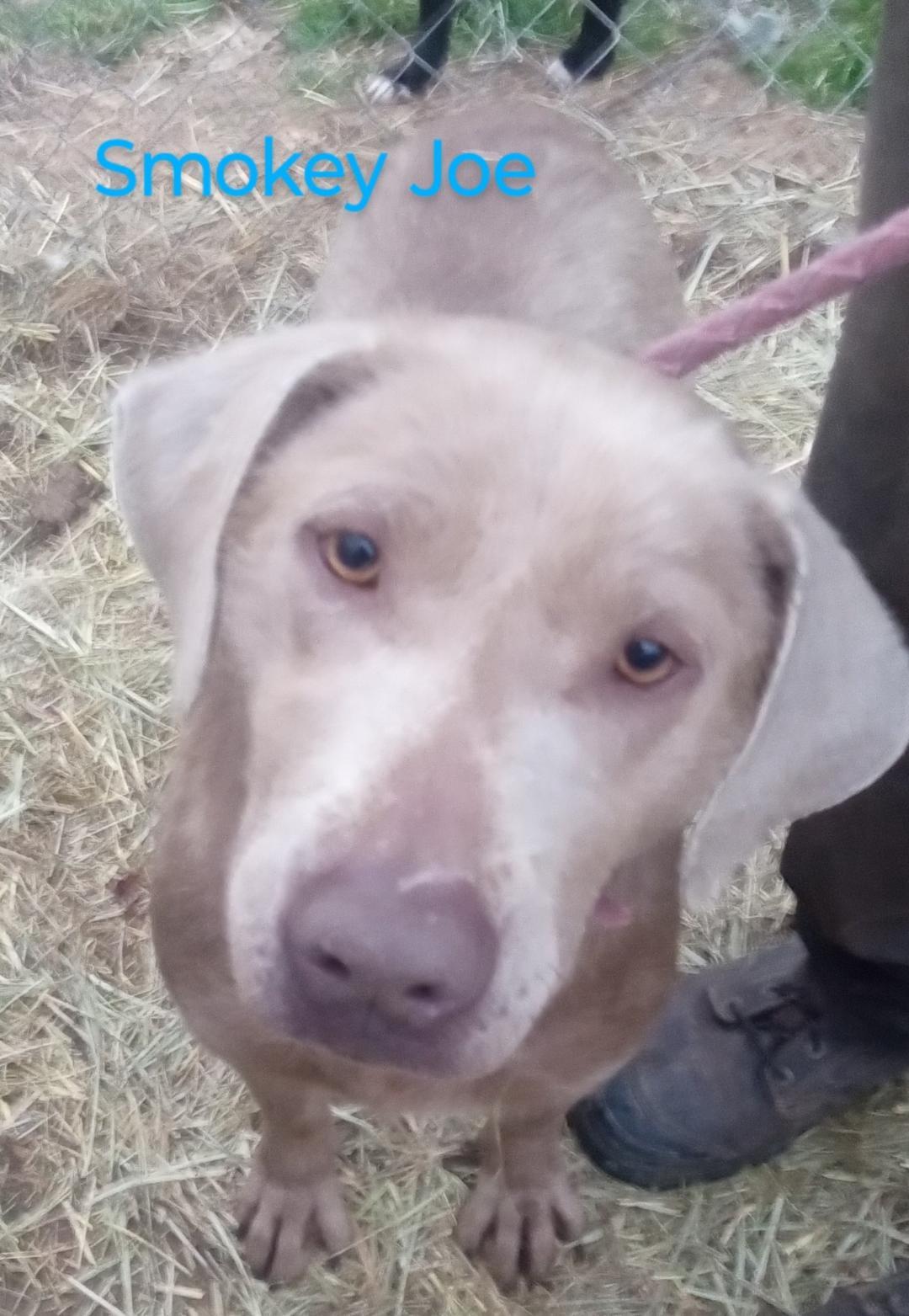 Smokey Joe, an adoptable Weimaraner in Mena, AR, 71953 | Photo Image 1
