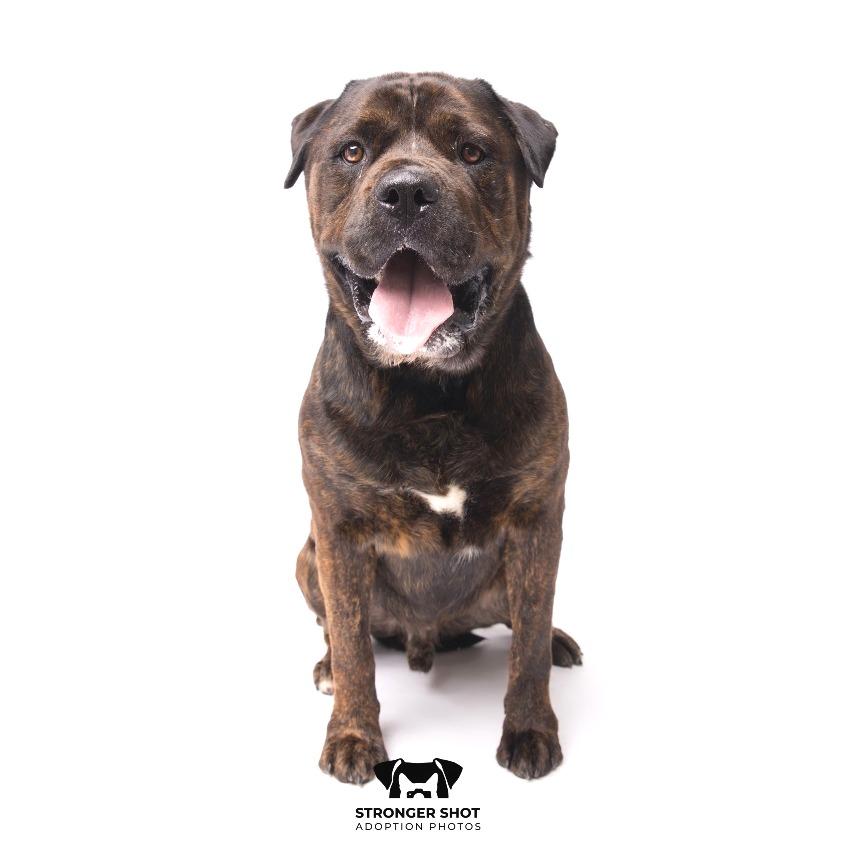 Enlarge Brisket, a Adoptable mixed breed in Tampa, FL image 1/4