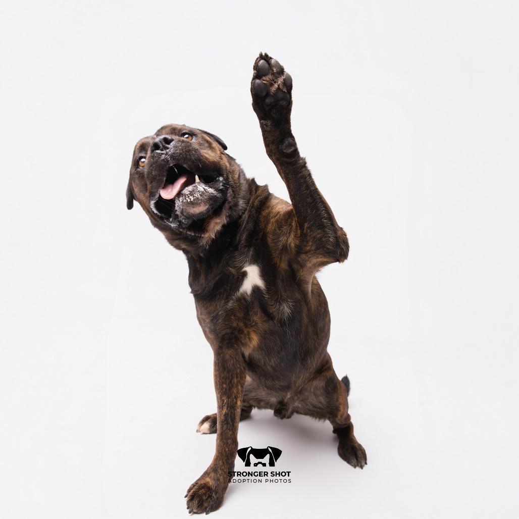 Enlarge Brisket, a Adoptable mixed breed in Tampa, FL image 2/4