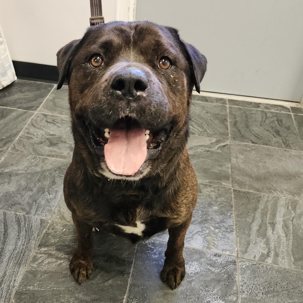 Enlarge Brisket, a Adoptable mixed breed in Tampa, FL image 3/4