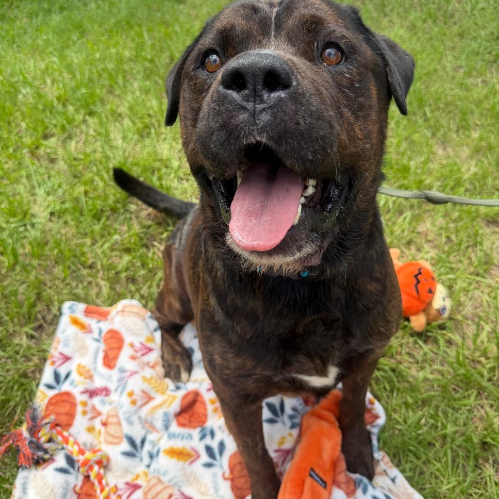 Enlarge Brisket, a Adoptable mixed breed in Tampa, FL image 4/4