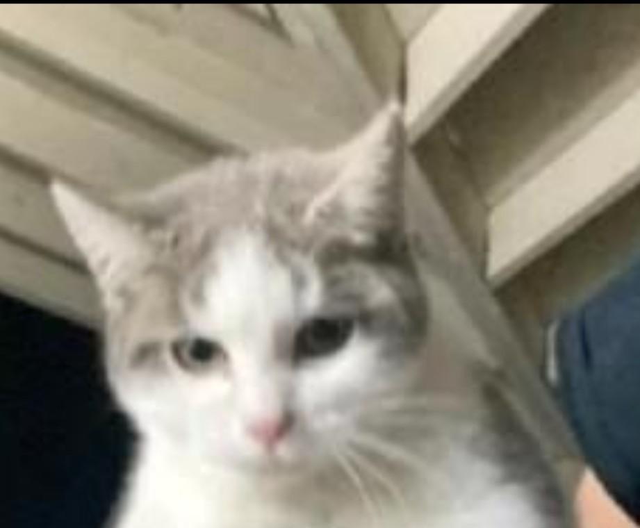 Peter Parker, adopted, Kitten Male Domestic Short Hair.