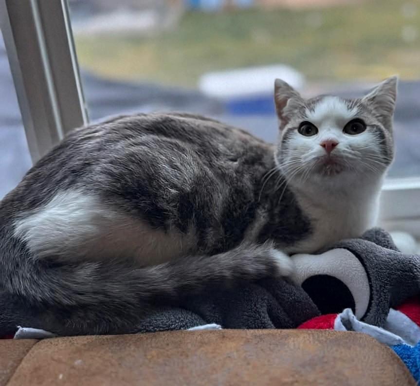 Enlarge Peter Parker, an adopted Domestic Short Hair in Reno, NV image 2/3