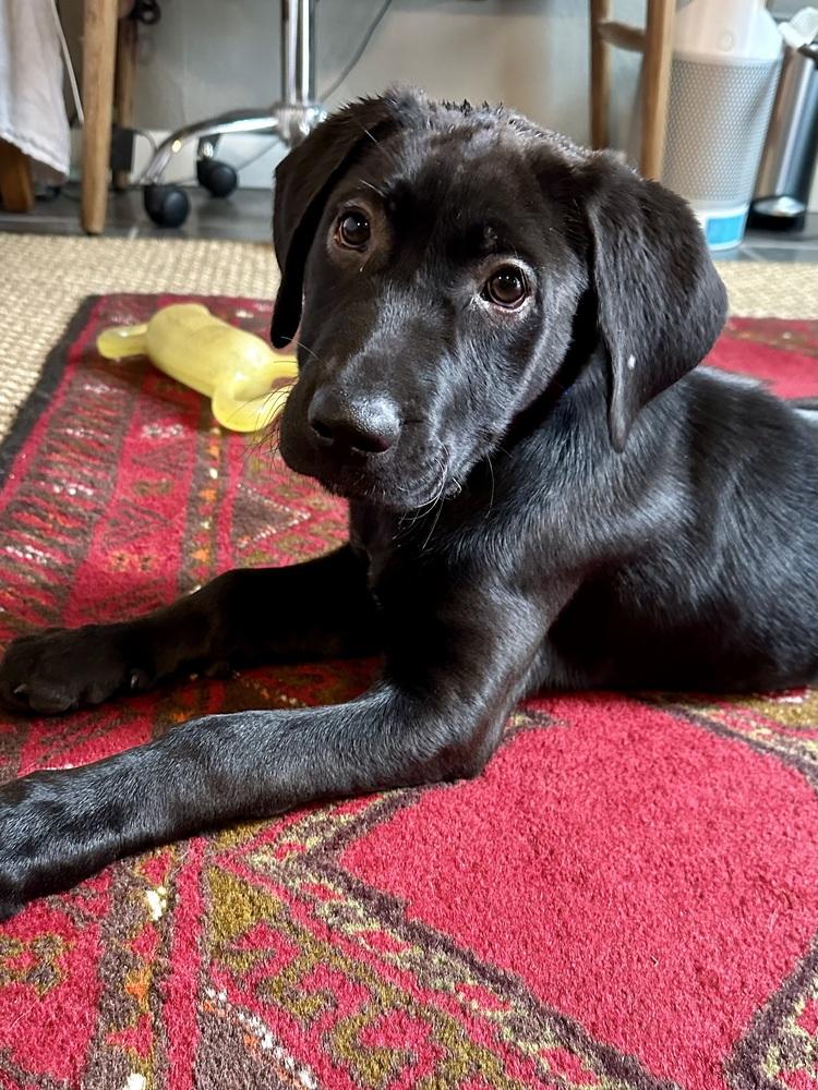 Balej / River, Adoptable, Puppy Male Labrador Retriever.