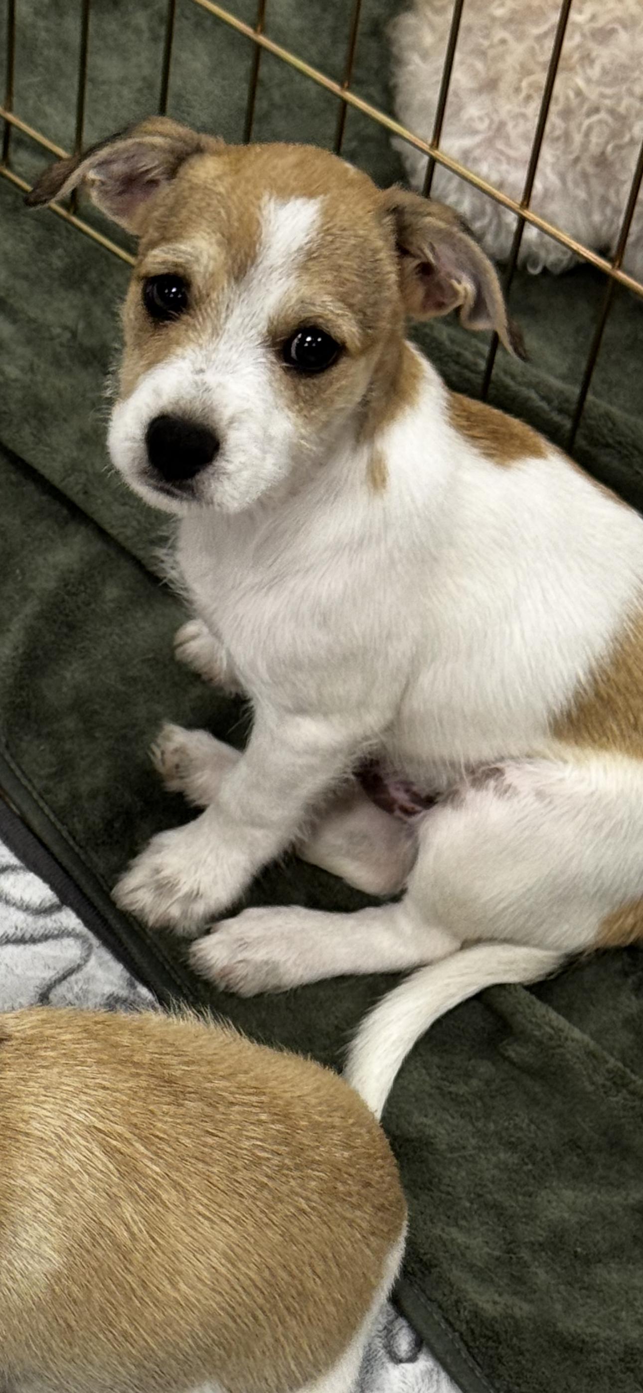 Louie, ADOPTABLE, Puppy Male Miniature Schnauzer & Chihuahua.