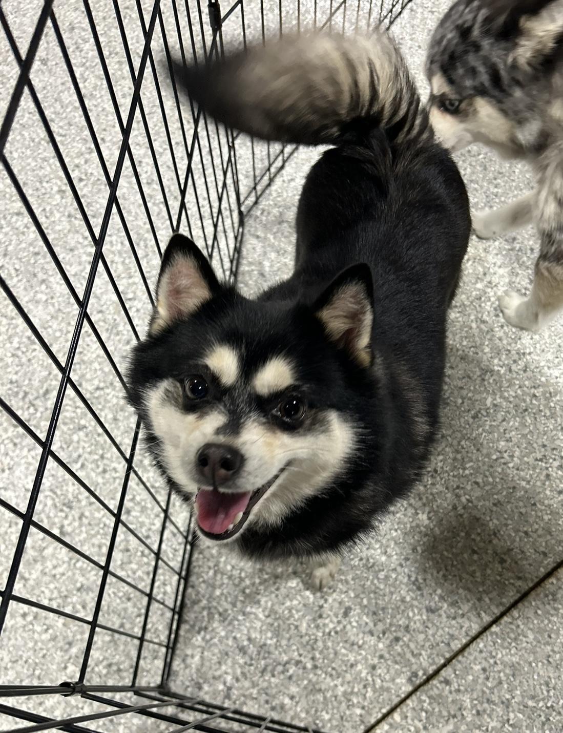 Zuckie 11 lbs , a Adoptable mixed breed in Maumee , OH image 2/2