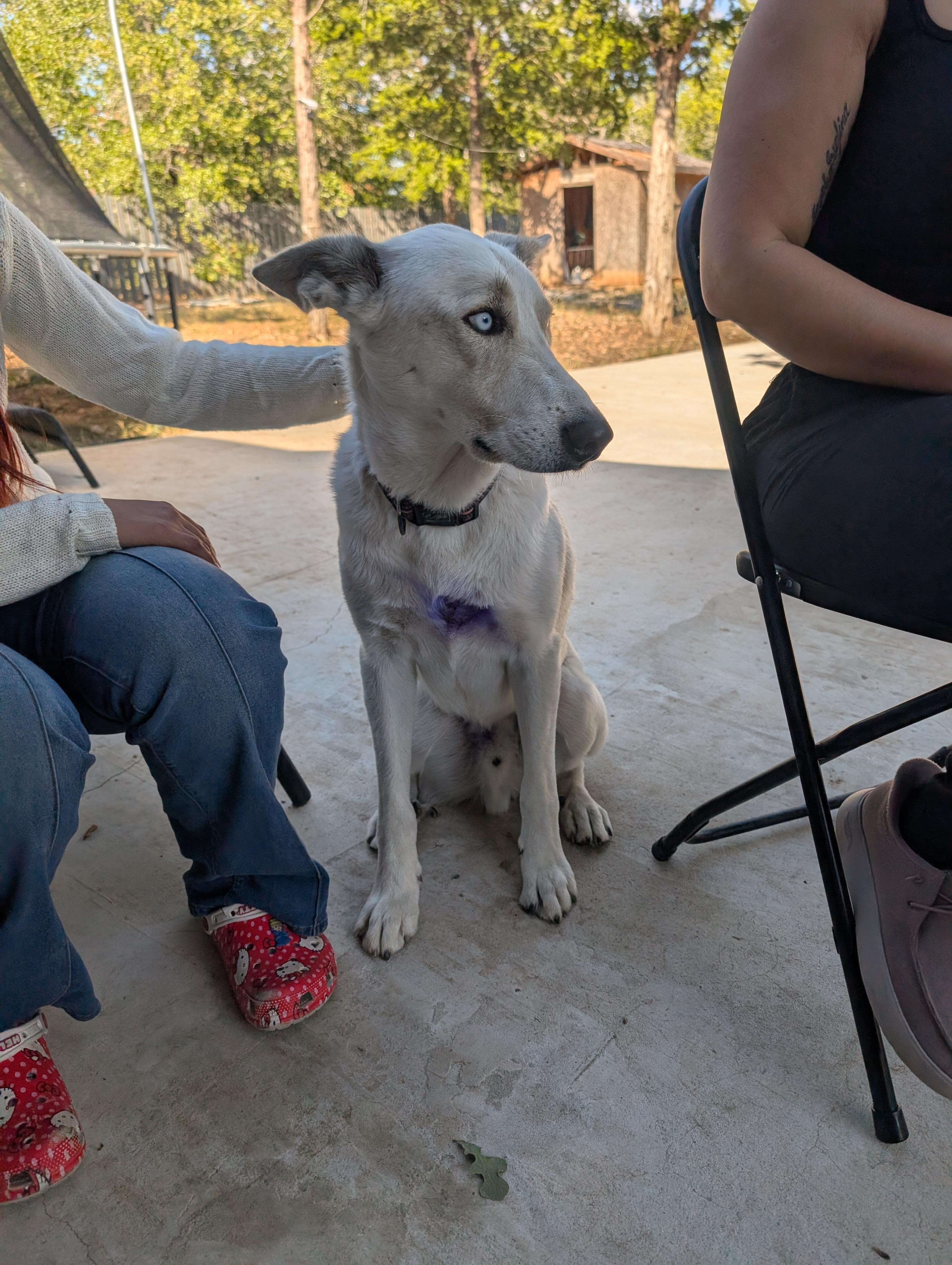 Enlarge Coyote, a Adoptable mixed breed in Louisville, KY image 2/6