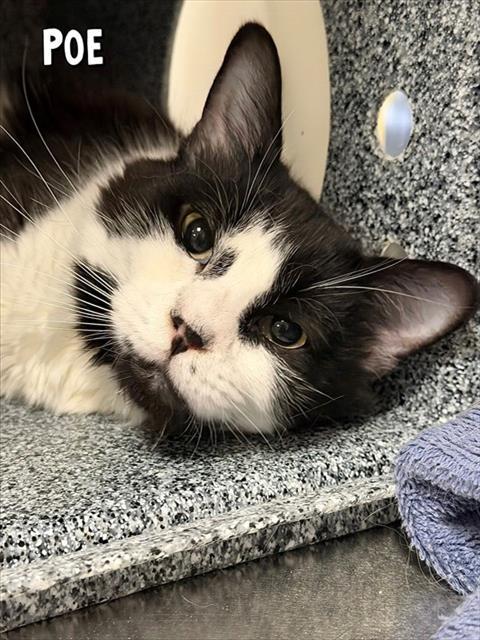 POE, Adoptable, Young Male Domestic Medium Hair.