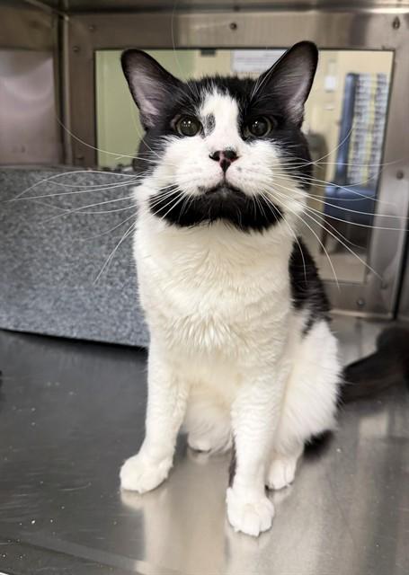 POE, Adoptable, Young Male Domestic Medium Hair.