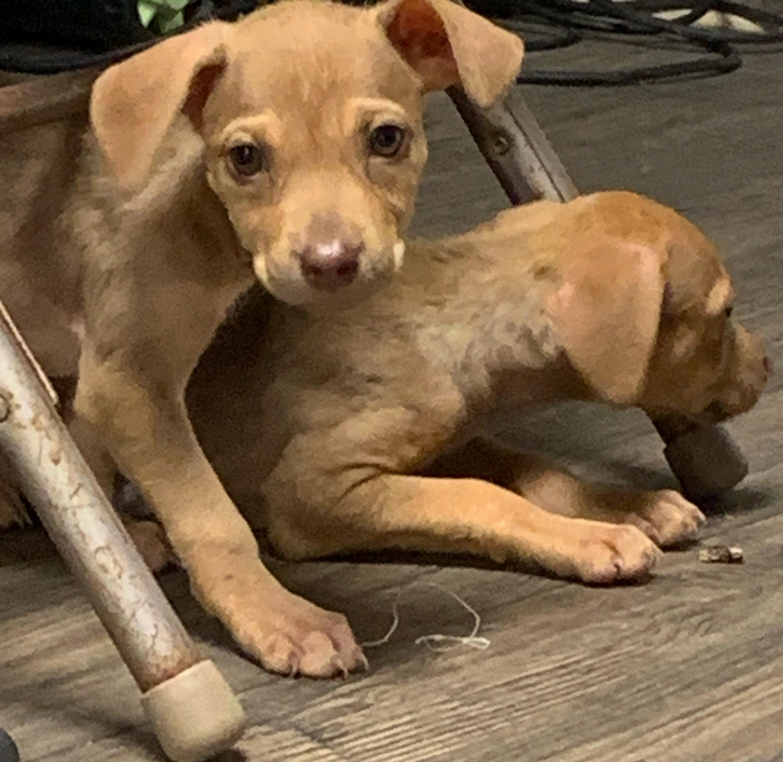 Dorothy, Baby Female Chihuahua