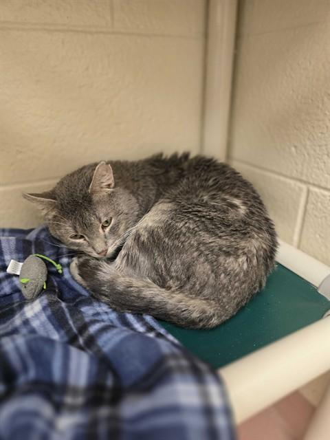 Enlarge TURBO, a Adoptable Domestic Short Hair in Ogden, UT image 1/1