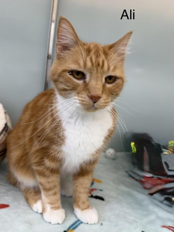 Ali, Adoptable, Senior Male Domestic Medium Hair.