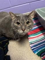 Enlarge Eeyore, a ADOPTABLE Domestic Short Hair in Manitowoc, WI image 1/1