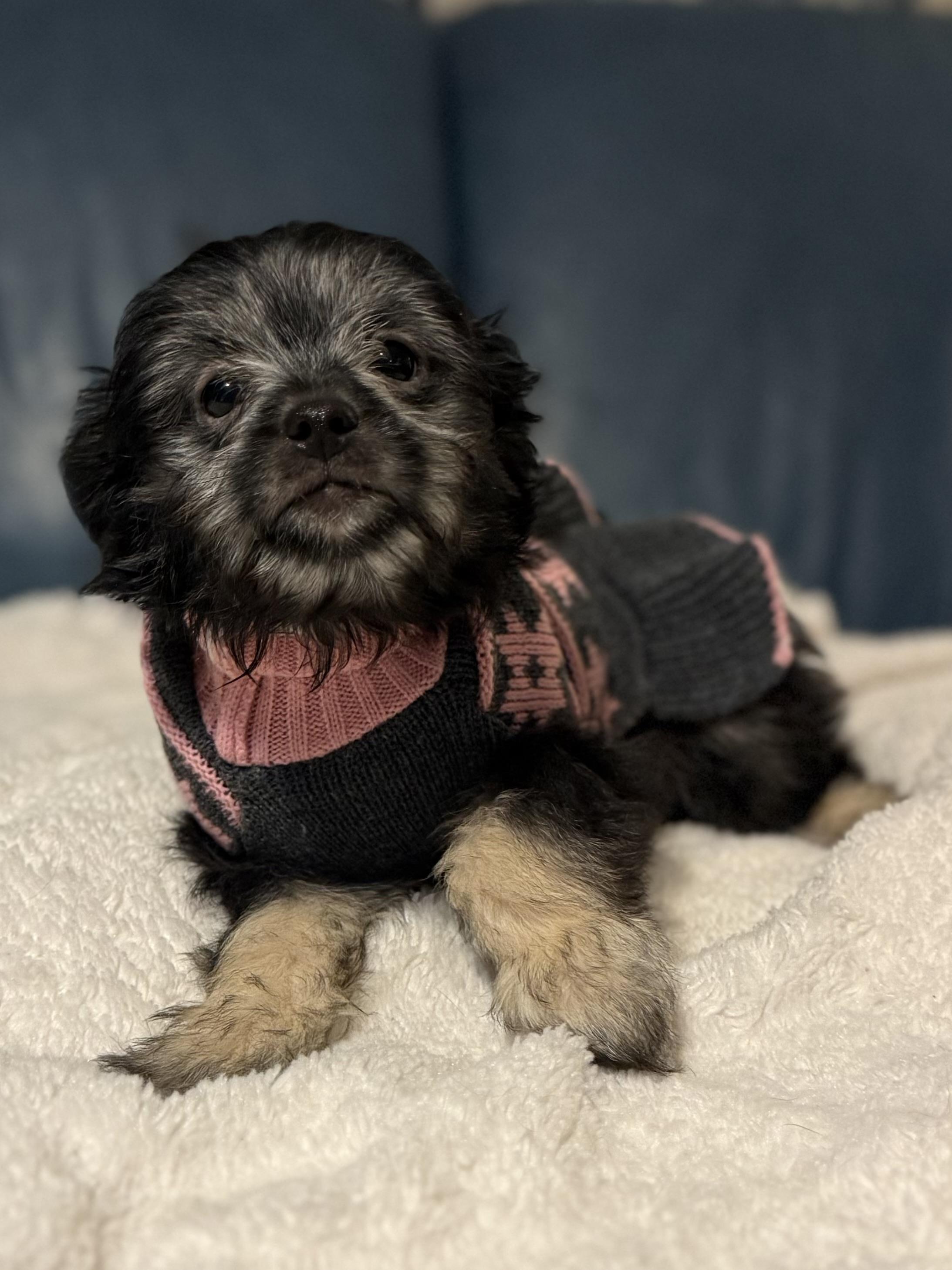 Enlarge Greta, an adopted mixed breed in Allentown, PA image 3/6