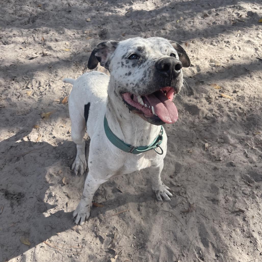 Identity  Theft, Adoptable, Adult Female English Bulldog & Dalmatian.