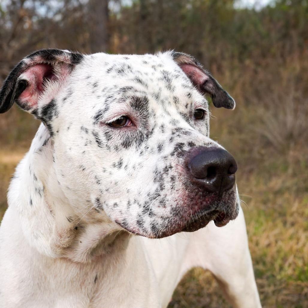 Enlarge Identity  Theft, a Adoptable mixed breed in Valdosta , GA image 2/6