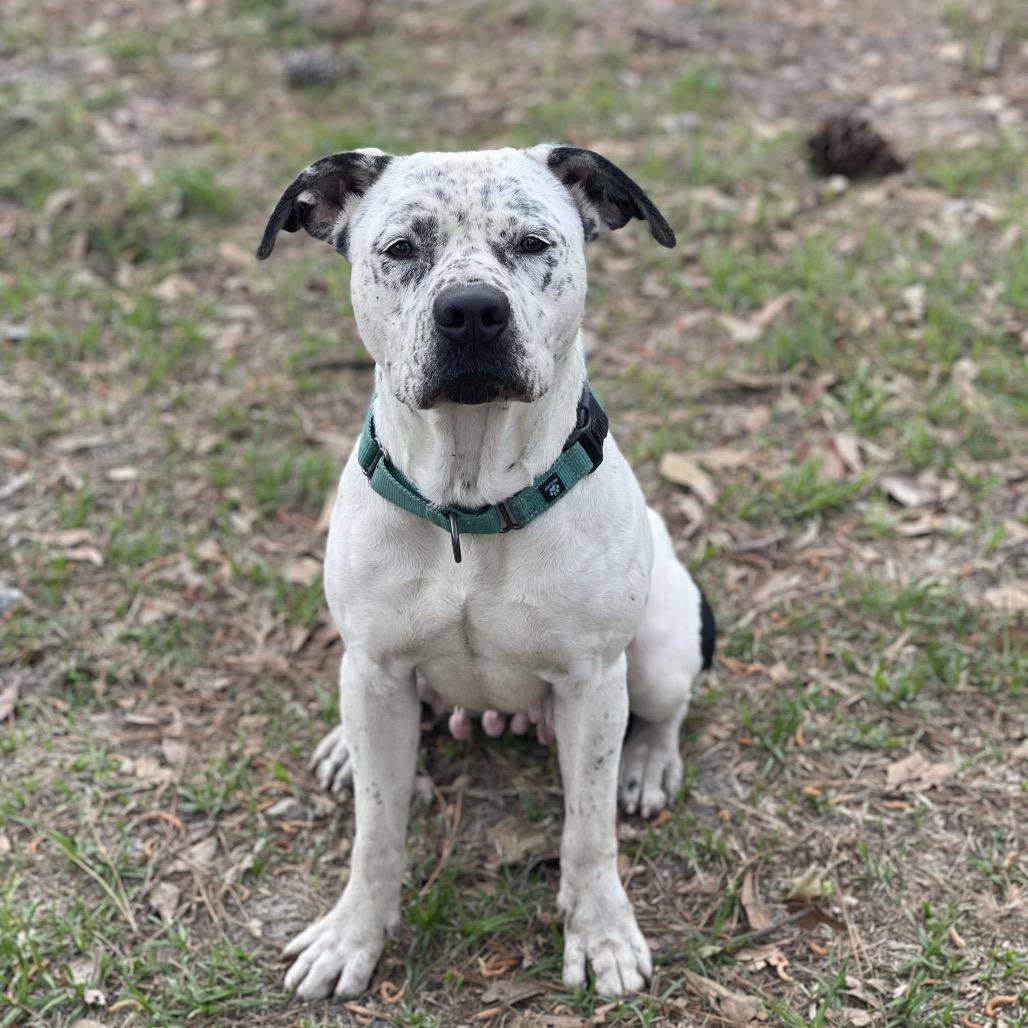 Enlarge Identity  Theft, a Adoptable mixed breed in Valdosta , GA image 3/6