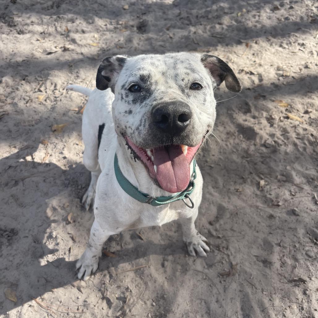 Enlarge Identity  Theft, a Adoptable mixed breed in Valdosta , GA image 4/6