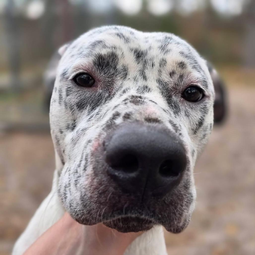 Enlarge Identity  Theft, a Adoptable mixed breed in Valdosta , GA image 5/6