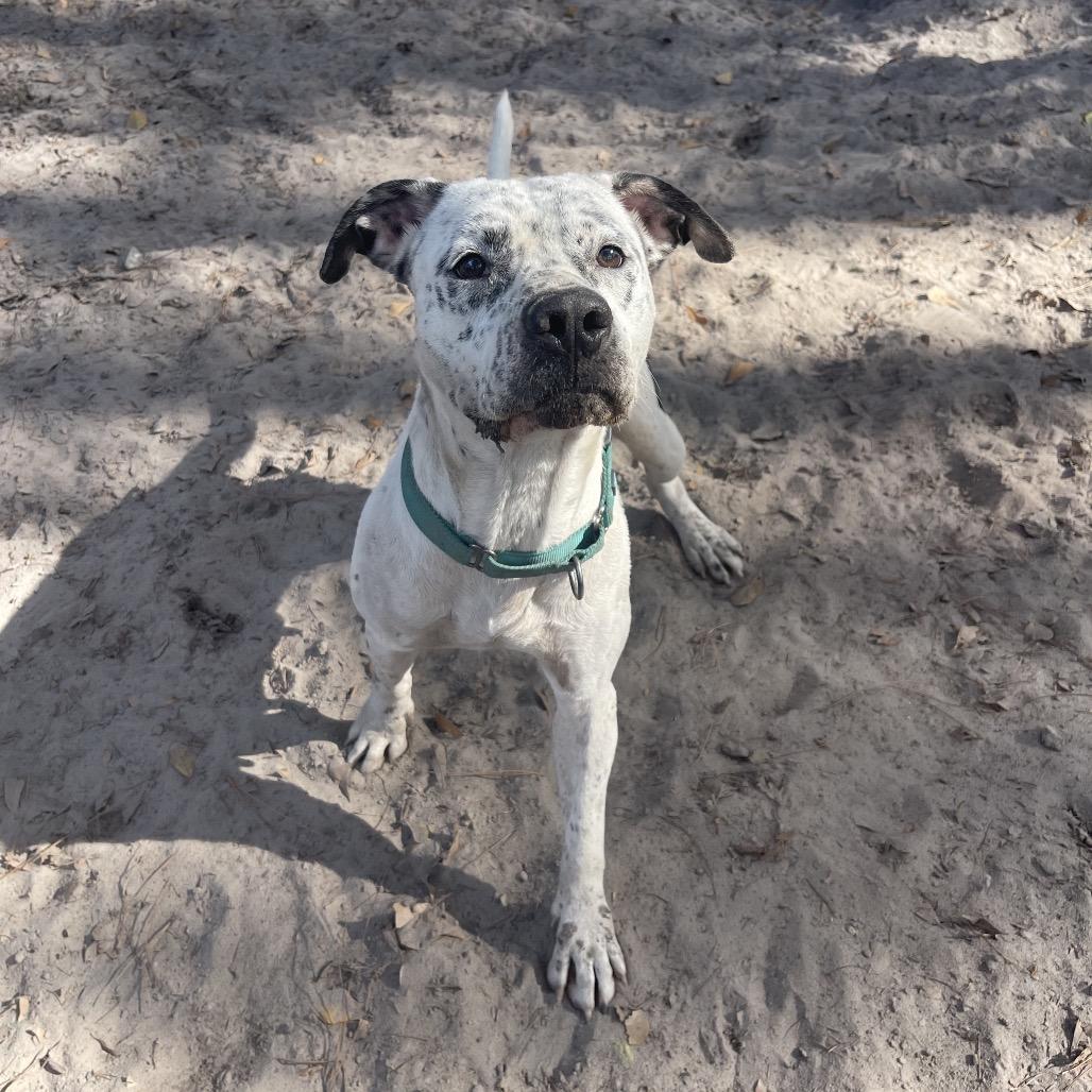 Enlarge Identity  Theft, a Adoptable mixed breed in Valdosta , GA image 6/6