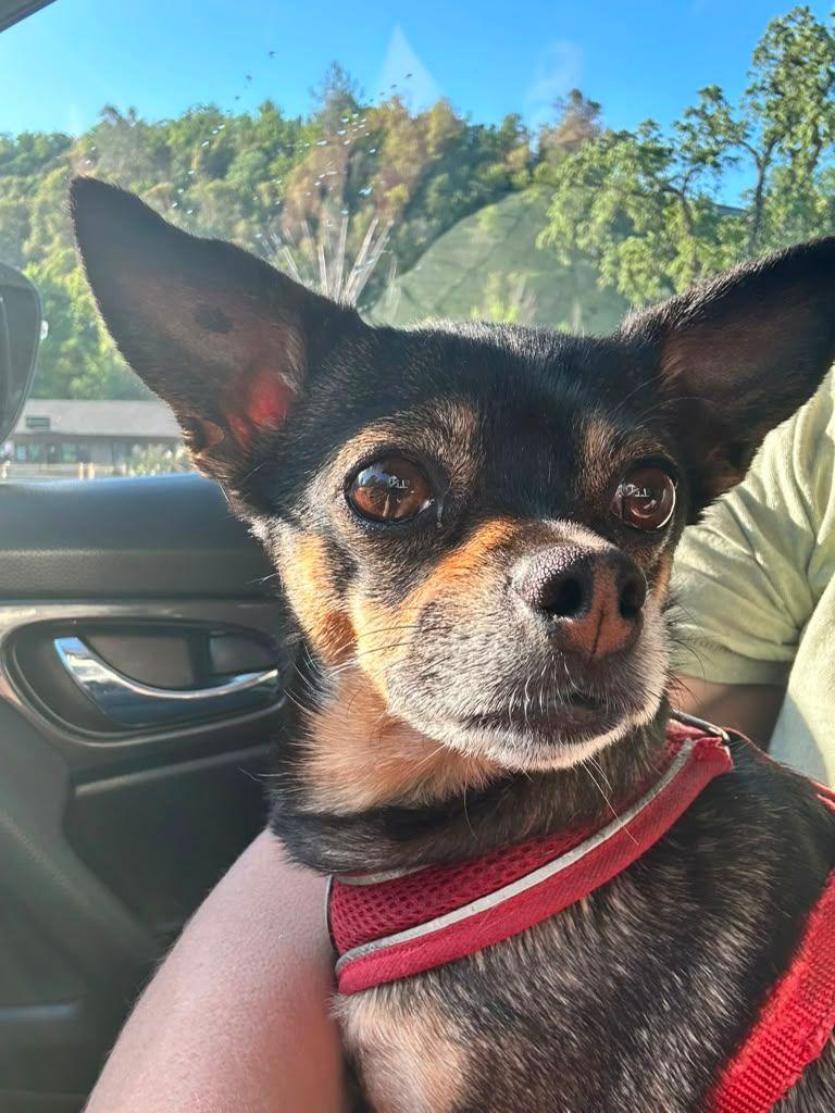 Pinky, adopted, Adult Female Chihuahua.