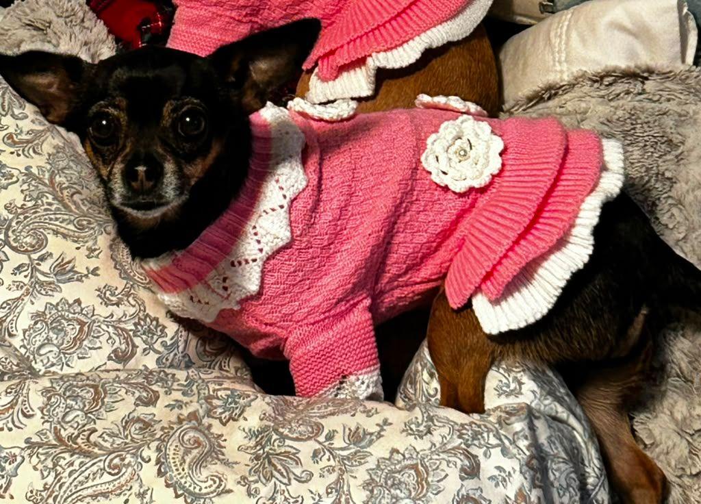 Enlarge Pinky, an adopted Chihuahua in Coarsegold, CA image 2/2