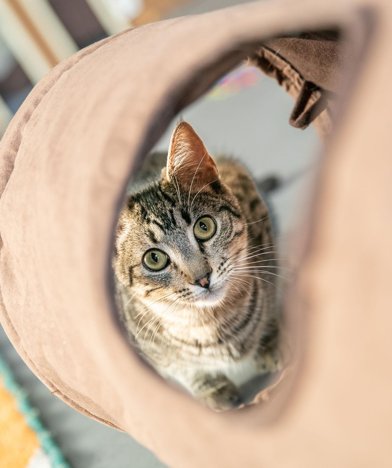 Fresca (bonded with Sprite), Adoptable, Young Female Domestic Short Hair.