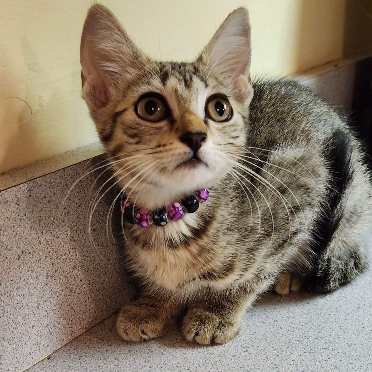 Violet photo