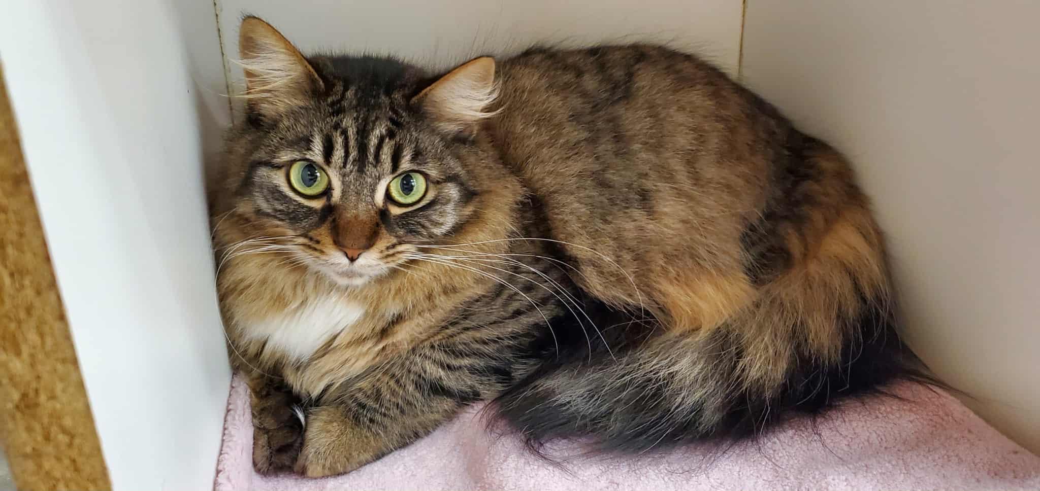 Enlarge BAILEY NUNE, a Adoptable mixed breed in Murrieta, CA image 4/5