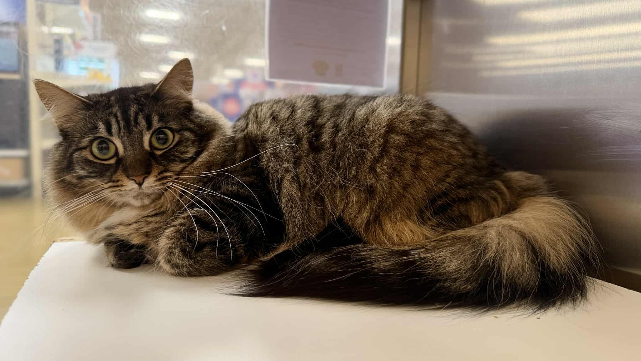 Enlarge BAILEY NUNE, a Adoptable mixed breed in Murrieta, CA image 2/5