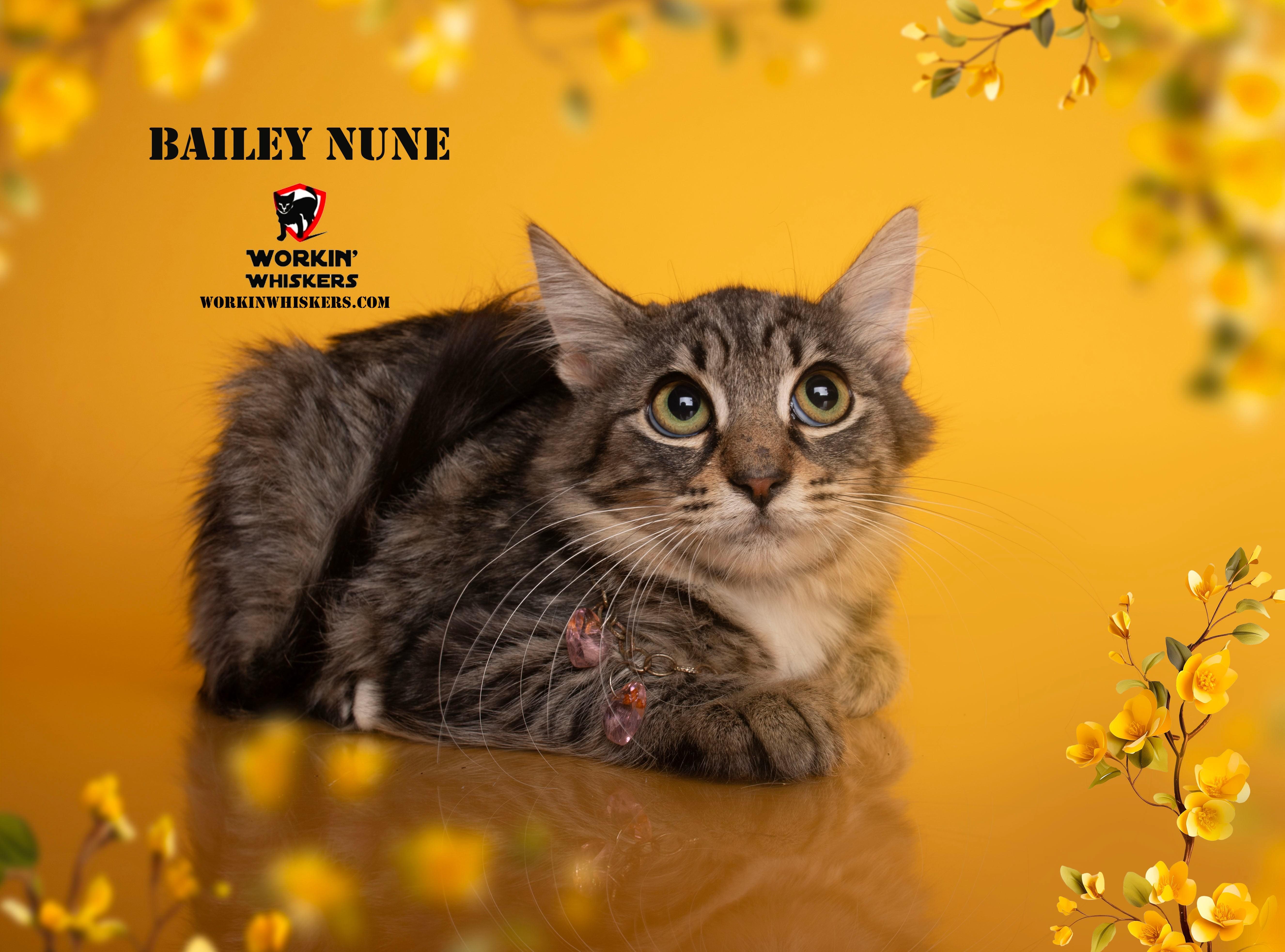 Enlarge BAILEY NUNE, a Adoptable mixed breed in Murrieta, CA image 3/5