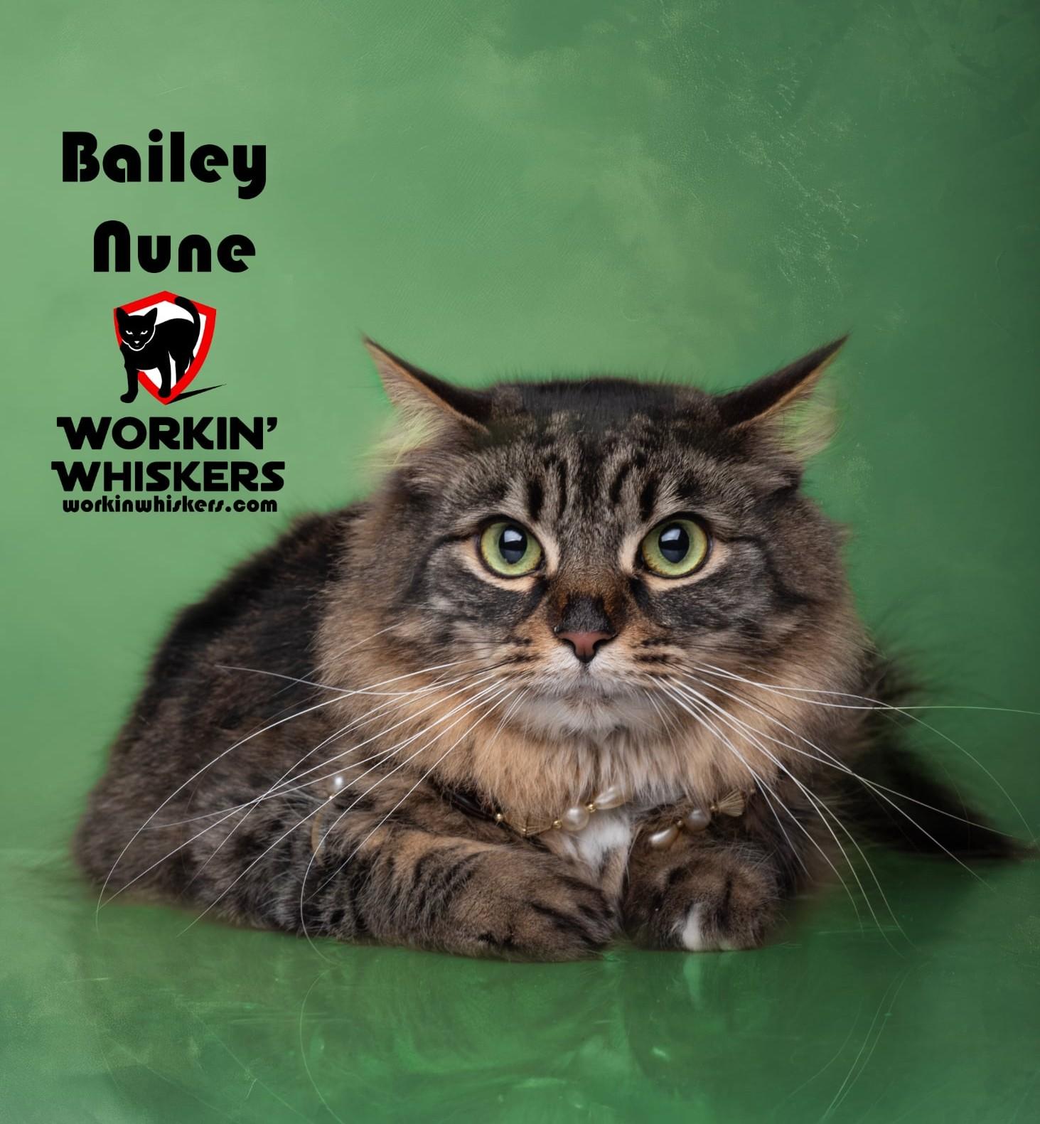 Enlarge BAILEY NUNE, a Adoptable mixed breed in Murrieta, CA image 1/5