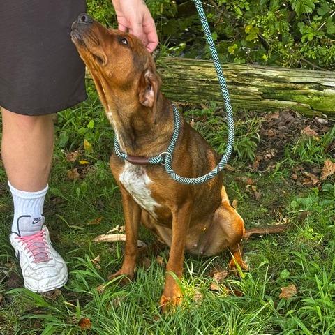 Enlarge Sandy, a Adoptable mixed breed in Phoenix, MD image 1/1