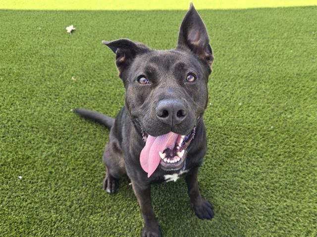 GOOSE, Adoptable, Young Female Pit Bull Terrier.