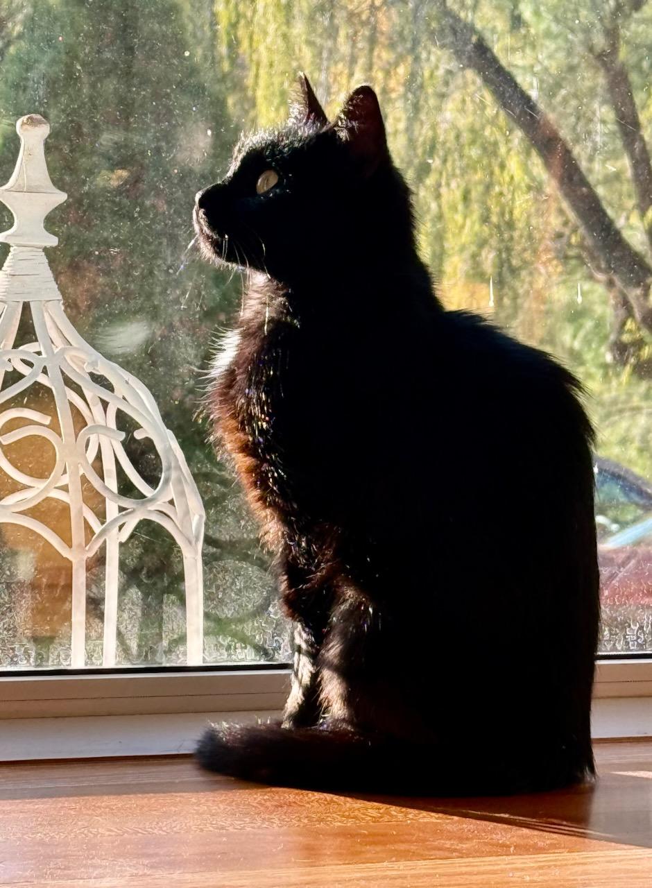 Miss McFlurry, adopted, Young Female Domestic Short Hair.