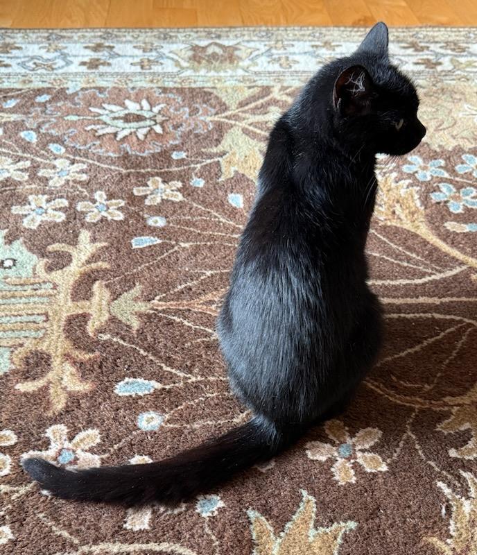 Miss McFlurry, a Adoptable Domestic Short Hair in Buena Vista, VA image 1/5