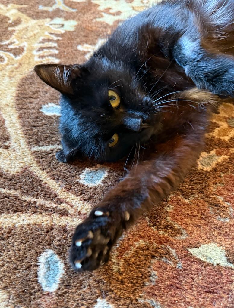 Miss McFlurry, a Adoptable Domestic Short Hair in Buena Vista, VA image 5/5