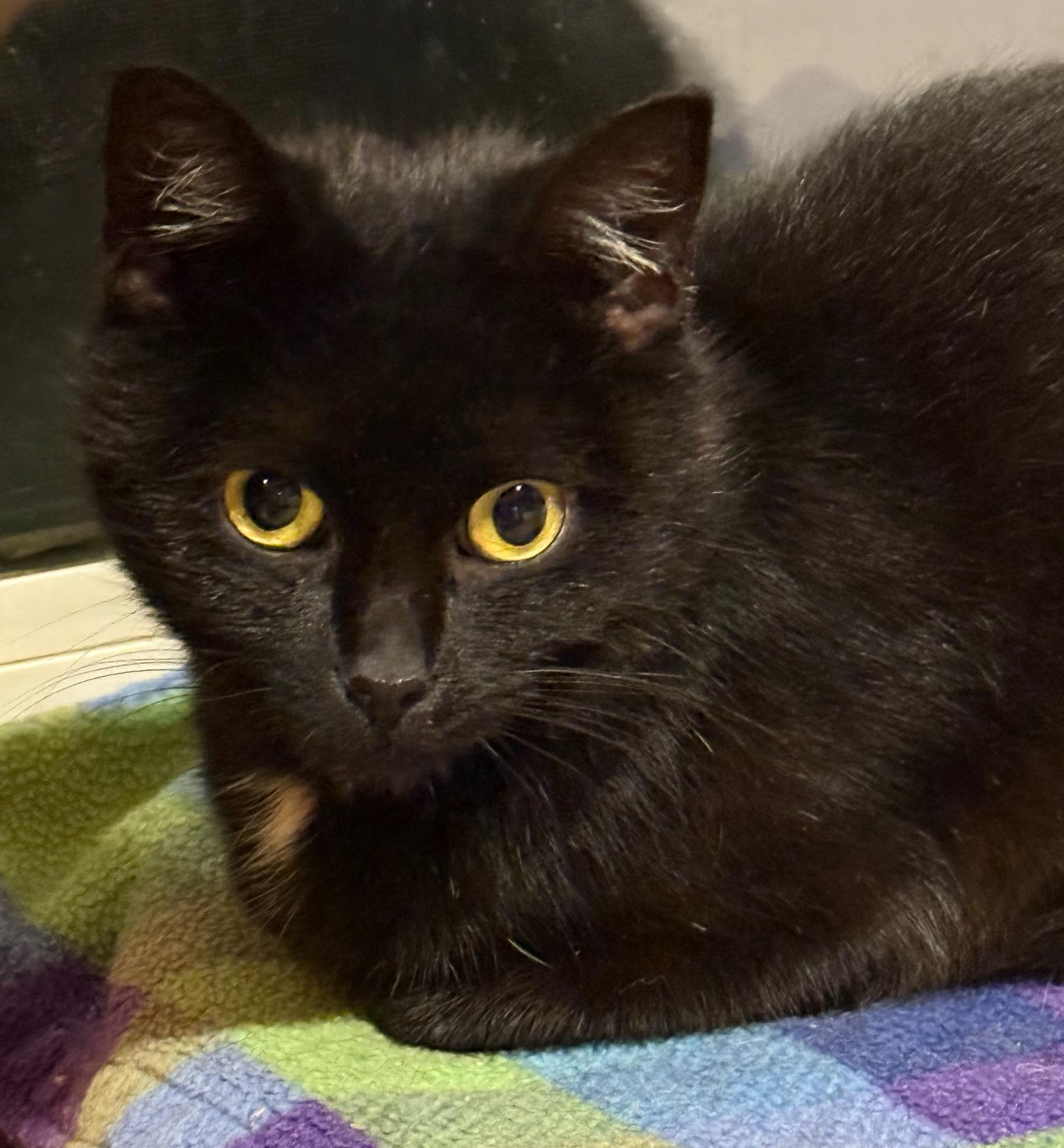 Miss McFlurry, a Adoptable Domestic Short Hair in Buena Vista, VA image 3/5