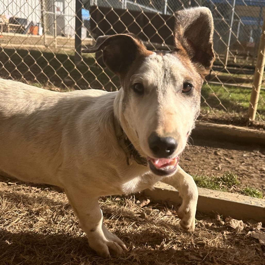 Sprout, a Adoptable Dachshund in Blue Ridge, GA image 1/4