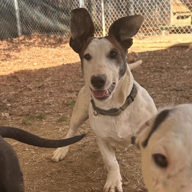 Sprout, a Adoptable Dachshund in Blue Ridge, GA image 2/4