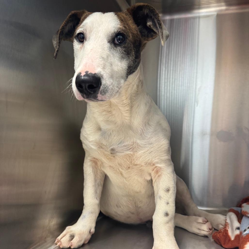 Sprout, a Adoptable Dachshund in Blue Ridge, GA image 3/4