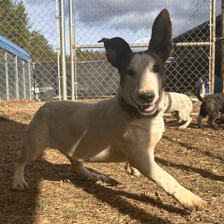Sprout, a Adoptable Dachshund in Blue Ridge, GA image 4/4