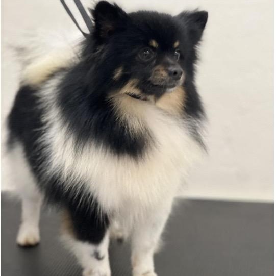 Teddy, ADOPTABLE, Adult Male Pomeranian.