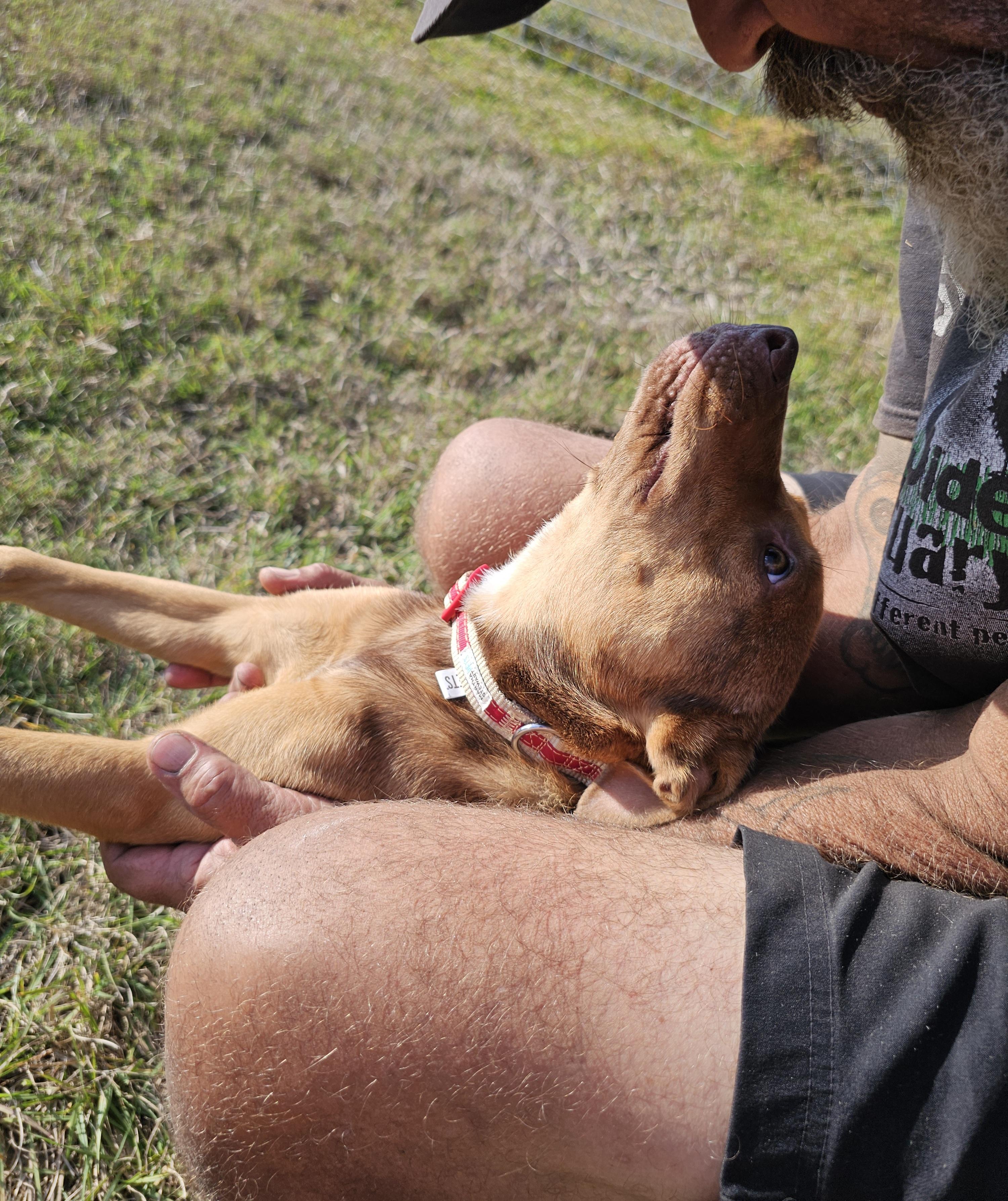 Zuma, a Adoptable mixed breed in Tabor City, NC image 6/6