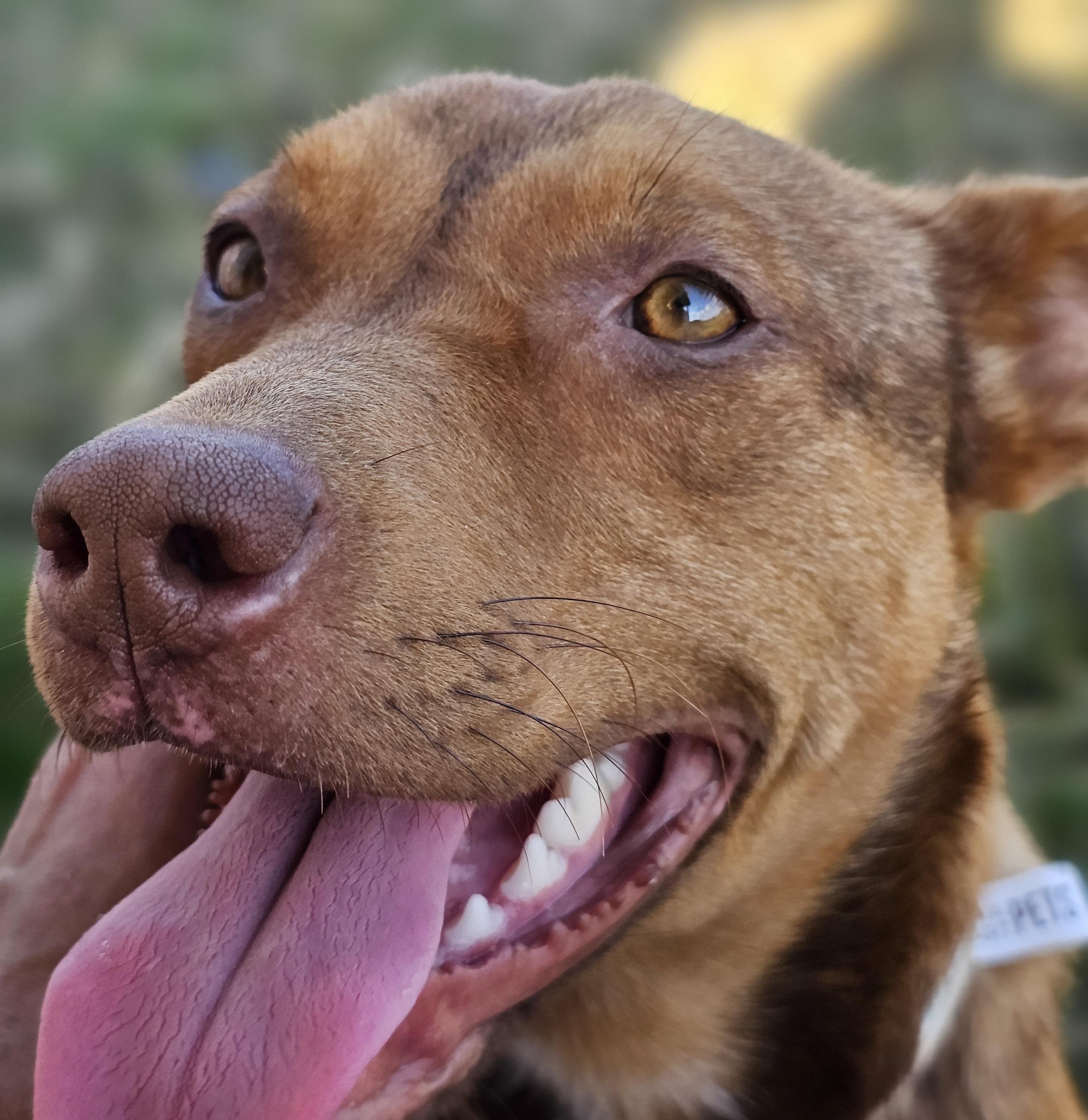 Enlarge Zuma, an adopted mixed breed in Tabor City, NC image 1/6