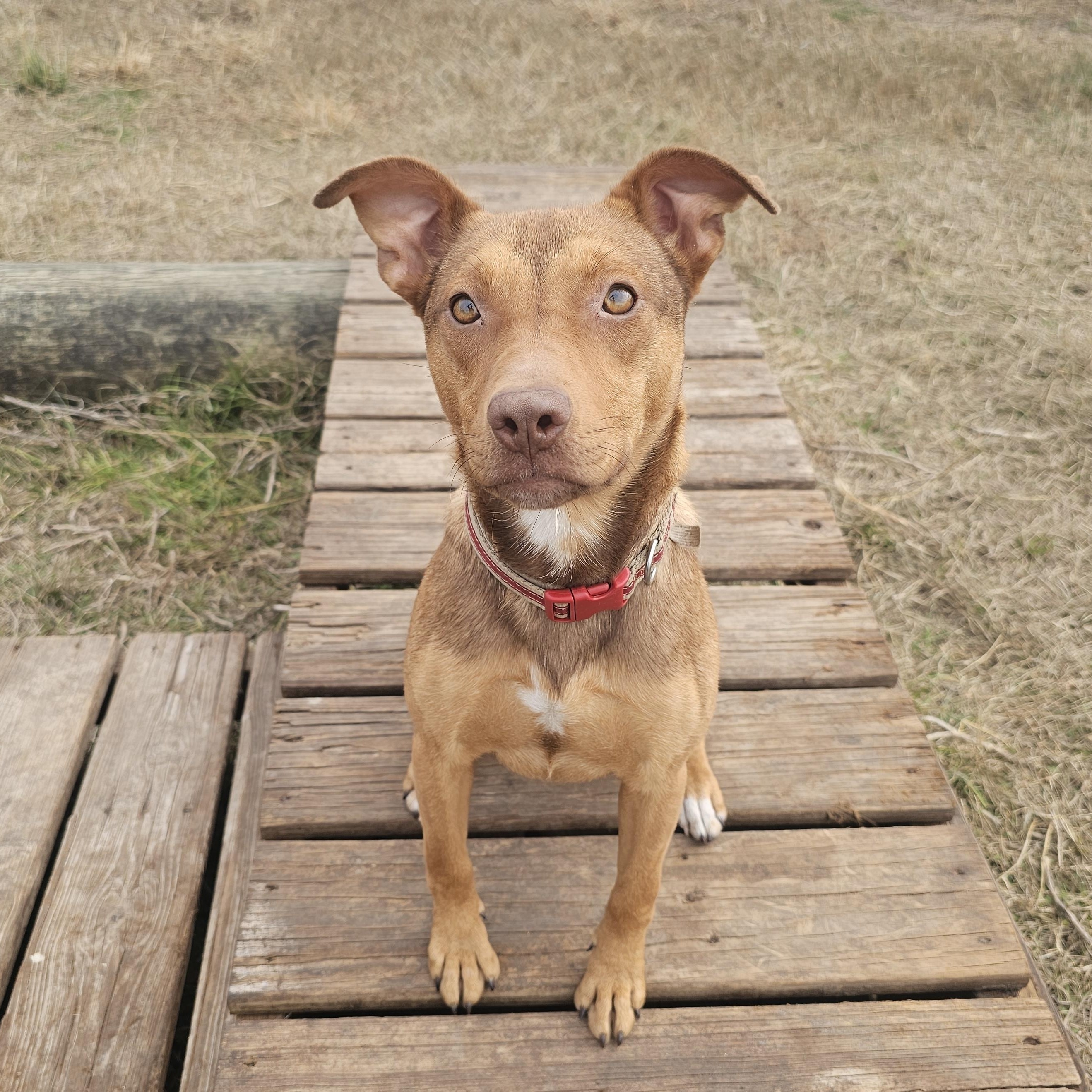 Zuma, a Adoptable mixed breed in Tabor City, NC image 1/6