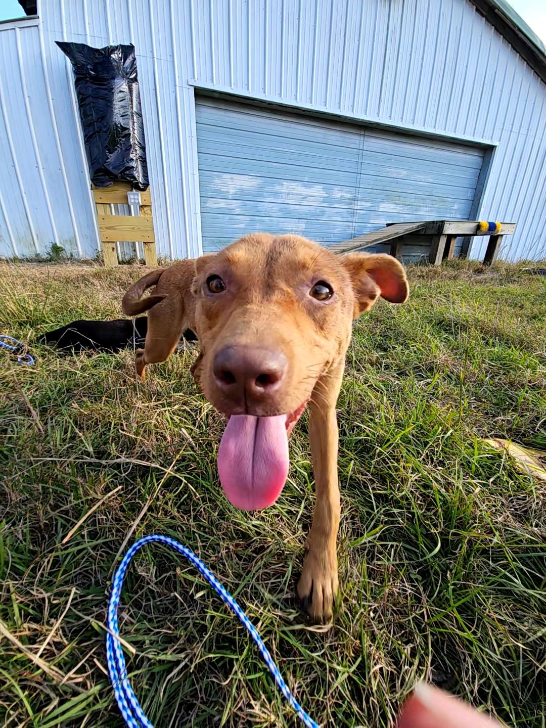 Zuma, a Adoptable mixed breed in Tabor City, NC image 5/6