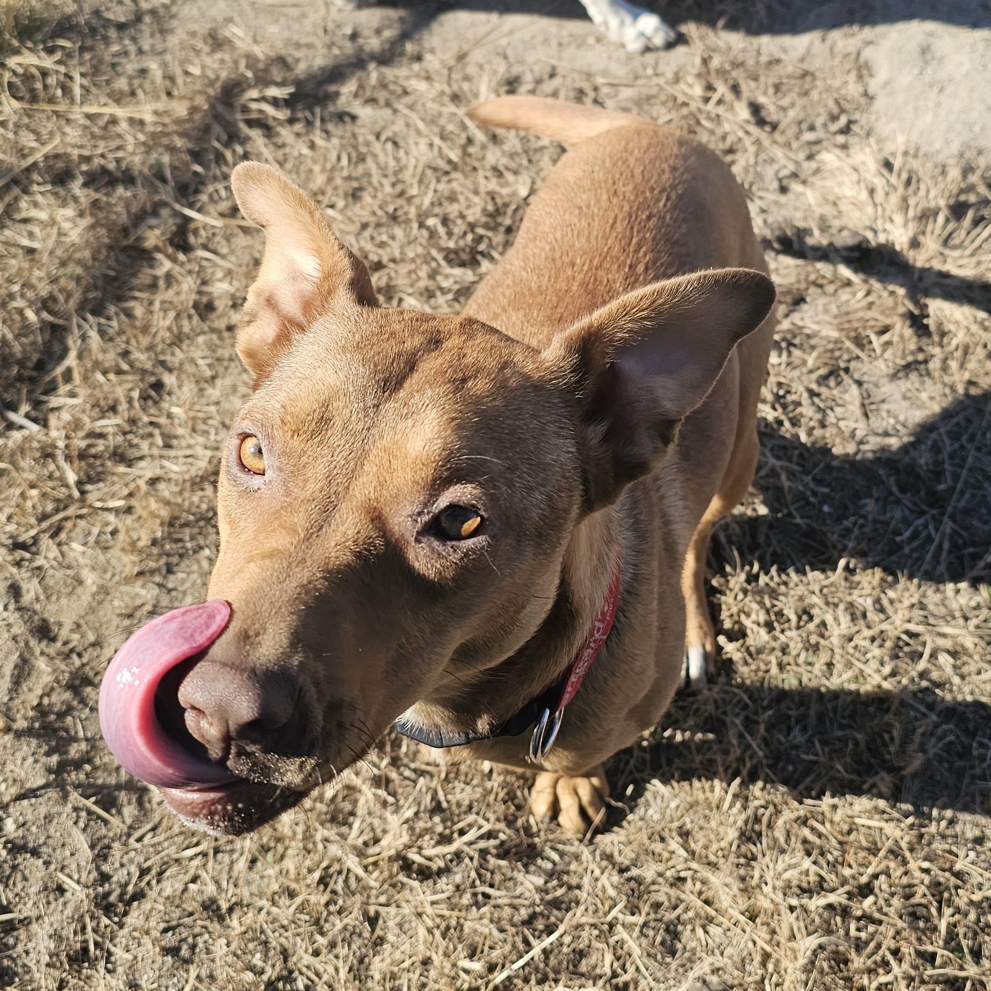 Enlarge Zuma, an adopted mixed breed in Tabor City, NC image 6/6