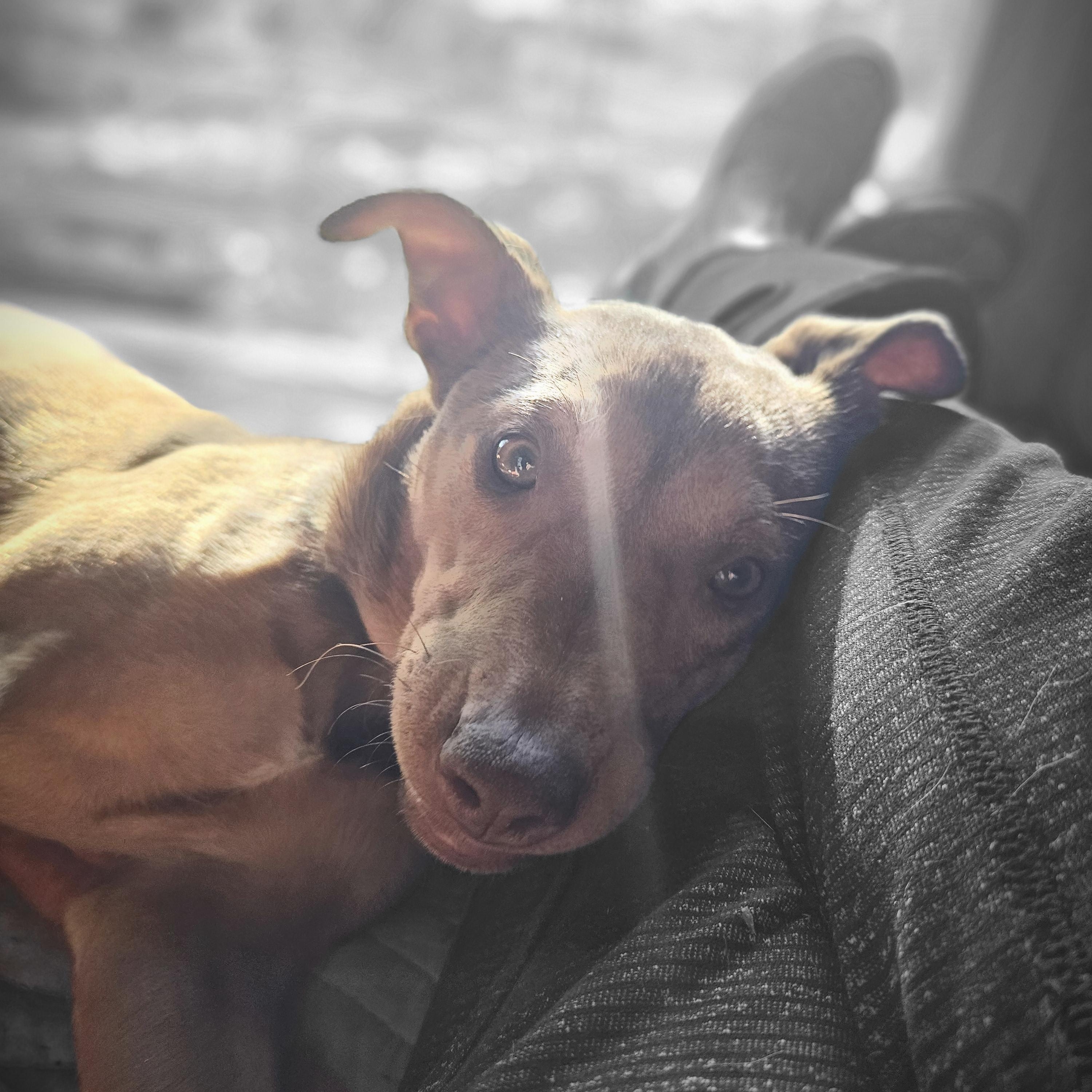 Zuma, Adoptable, Puppy Female Mixed Breed & Hound.